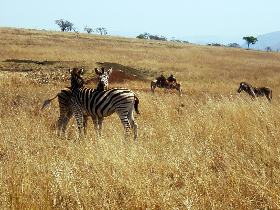 1038_Suedafrika_2003_09_11_114612_IMGP2047