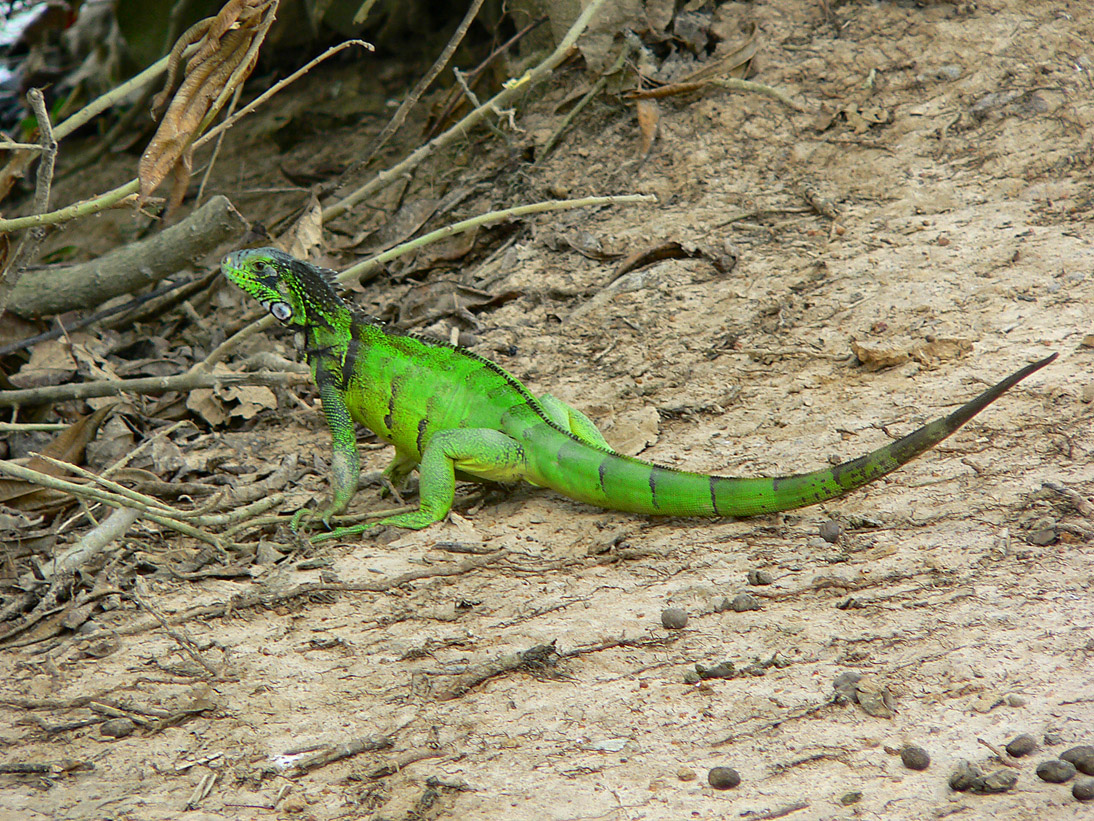 1144_Venezuela_2005_1030_120718_P1030981